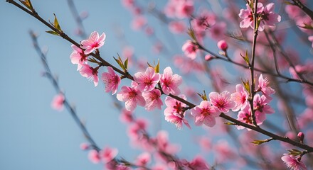 Obraz premium Main Subject: A close-up shot of a cluster of delicate pink blossoms on a dark branch.Unique Features: The soft, ethereal pink of the petals stands out against the darker, out-of-focus background. T