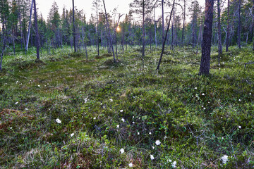 Fototapeta premium wild flowers in the forest
