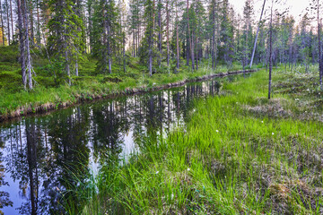 Obraz premium river in the forest