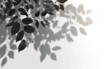 realistic tree branch shadow and leaves shadows isolated on transparent background, mockup of shadow for product presentation, backdrop, Summer sunlight and shadow overlay