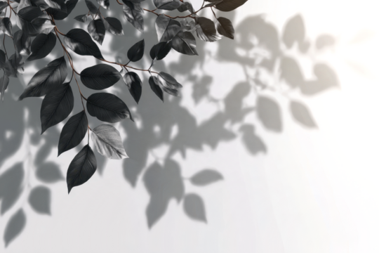 realistic tree branch shadow and leaves shadows isolated on transparent background, mockup of shadow for product presentation, backdrop, Summer sunlight and shadow overlay