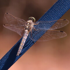 dragonfly on a branch