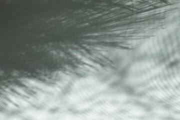 Abstract Natural Light Shadows of Feathers on Textured White Surface for Background and art projects