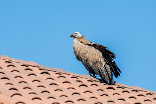 Gyps fulvus. Griffon vulture or common vulture perched on the roof of a rural house. Mombuey, Zamora, Spain.
