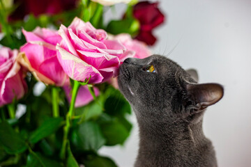 Cute fluffy cat sniffs a beautiful rosebud.