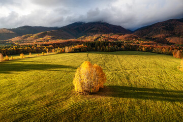 Lone Tree in Autumn Field with Mountain Background
