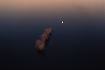 Trees in Water at Dusk
