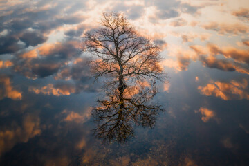 Bare Tree Reflecting on Water