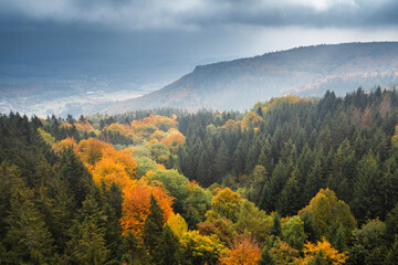 Autumn Forest with Colorful Foliage