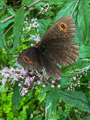 A beautiful butterfly with dark wings rests on a delicate flower, surrounded by vibrant green foliage in a natural outdoor setting. in trentino Italy