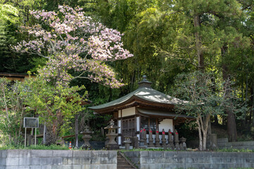 小さなお堂に並ぶ赤い布を掛けたお地蔵様たちと桜の木