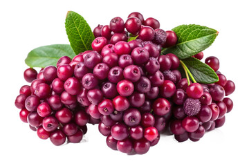 Fototapeta premium Fresh aronia berries with green leaves isolated on transparent background, a healthy and vibrant treat