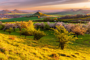 Naklejka premium Cherry orchard in bloom at sunset with scenic view of volcanic hills in Central Bohemian Uplands, Czech Republic, during springtime. 