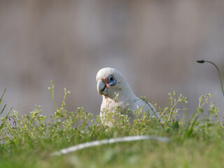 Little Corella (Cacatua sanguinea) standing on a grass field during the day foraging for food.	
