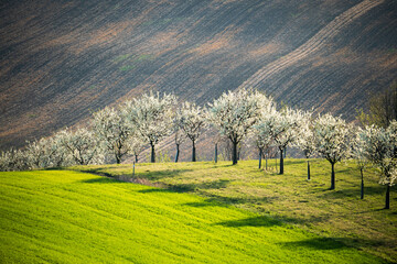 Obraz premium Row of Blossoming Trees on Hillside