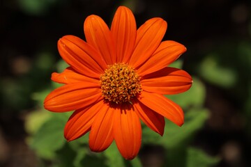 orange gerbera flower