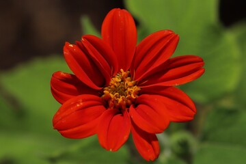 red flower in the garden