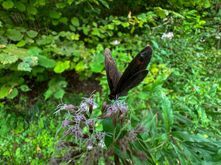 A beautiful butterfly with dark wings rests on a delicate flower, surrounded by vibrant green foliage in a natural outdoor setting. in trentino Italy