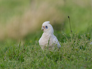 Little Corella (Cacatua sanguinea) standing on a grass field during the day foraging for food.	
