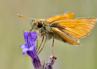 butterfly on a flower