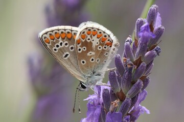 butterfly on a flower