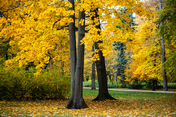 Park with Autumn Foliage and People Walking