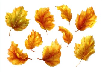 Obraz premium Autumn leaves, various shapes and tones