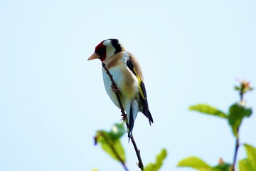 blue tit on branch