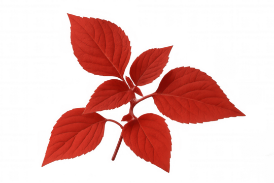 Bright red leaves arranged on a transparent background, showcasing vivid color and natural beauty, perfect for botanical designs - Powered by Adobe