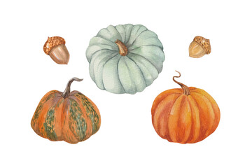 Watercolor pumpkins, isolated on a white background 
