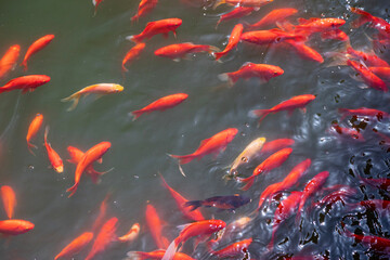 Shoals of red koi carp in the pond