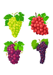 Illustration of Grapes in Four Variations