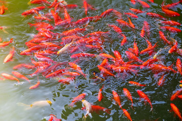 Shoals of red koi carp in the pond