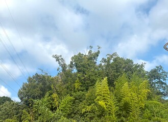 青い空に生い茂る青々とした森