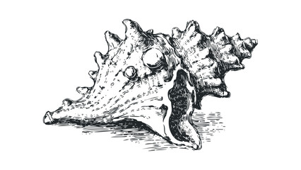 Detailed pen and ink sketch of a large conch shell with textured surface on transparent background. Vector hand drawn illustration