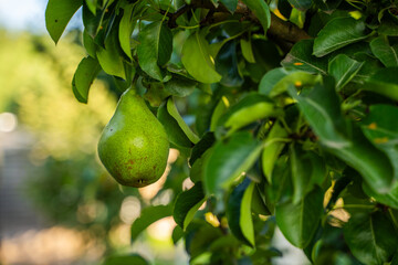 Green pears hanging on a tree branch, close-up on a blurred background