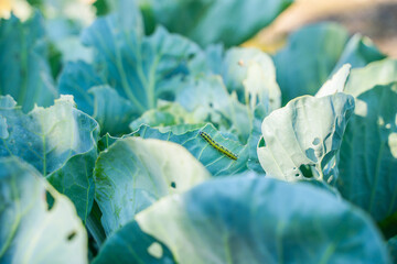 Pieris brassicae caterpillar eating cabbage leaves, close-up. Vegetable pests in the garden