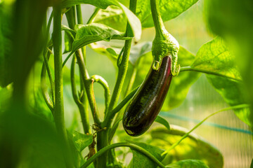 Beautiful ripe eggplant growing on a bed in a greenhouse, close-up