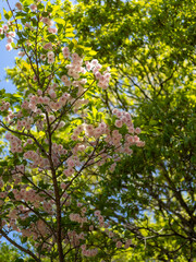 五月山に咲いた八重桜