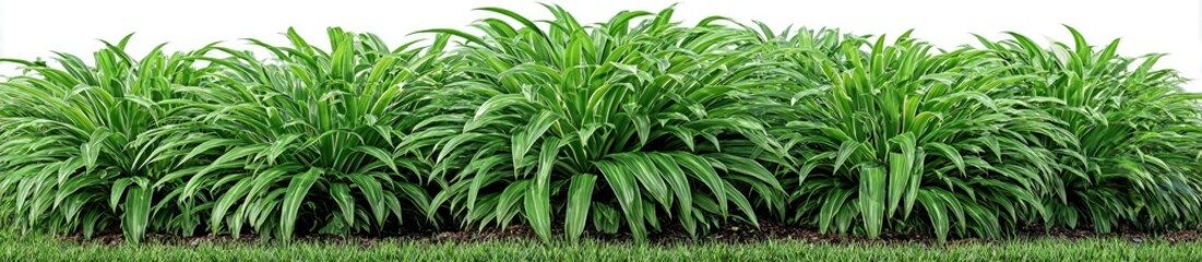 Fototapeta premium Lush green grass-like plants in a horizontal row