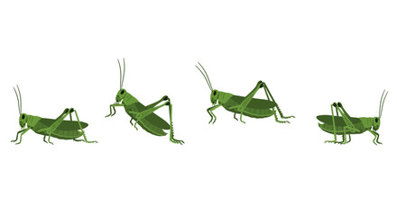 Obraz premium Four green grasshoppers in various poses showcase natural science and insect life for educational or decorative purposes.