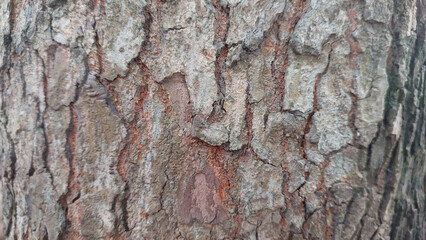 Close-up of tree bark surface texture, rough natural wood with cracks, old tree skin pattern, abstract organic background for posters, digital templates, wallpapers, and design projects