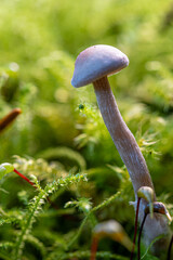 Tiny mushroom growing on vibrant green moss in forest