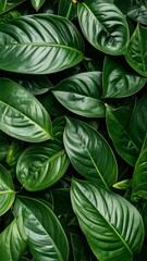 Closeup of Lush Green Leaves.