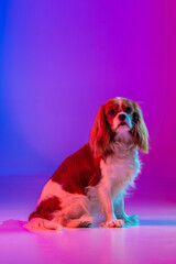Cavalier King Charles Spaniel in Neon Light