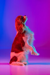 Cavalier King Charles Spaniel in Neon Light
