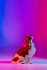 Cavalier King Charles Spaniel in Neon Light