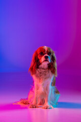 Cavalier King Charles Spaniel in Neon Light