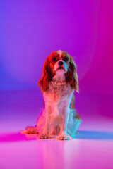 Cavalier King Charles Spaniel in Neon Light