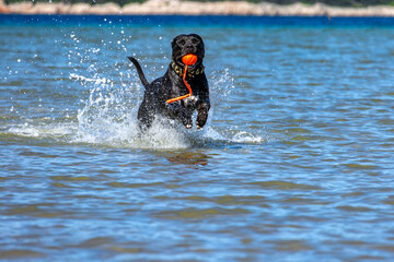 Fototapeta premium Black Cane Corso guard dog running in water, dog training,